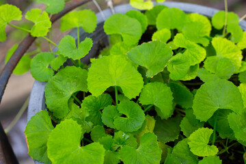 Wall Mural - Green leaves of centella asiatica with rain drop (Gotu Kola) Fresh herb plant