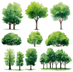 vector illustration of an architectural tree for landscape design in a watercolor style