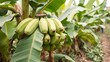 © Somnuek - Close up of lush organic banana plants on a vibrant farm, banana, green, eco-friendly