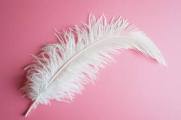 Wall Mural - Delicate white feather lying on a soft pink background