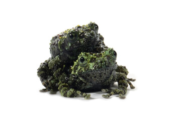 Wall Mural - two froglet theloderma corticale (vietnamese mossy frog) on white background
