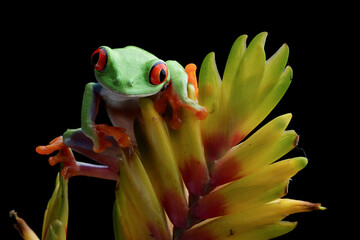 Wall Mural - Red-eyed tree frog sitting on flower, Red-eyed tree frog (Agalychnis callidryas) looks over leaf edge