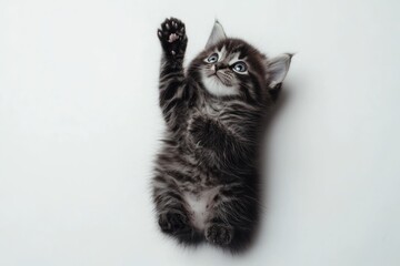 Wall Mural - Adorable grey tabby kitten playfully reaching up, isolated on white background.