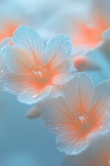 Wall Mural - Close-up of two delicate, pastel-colored flowers with water droplets.