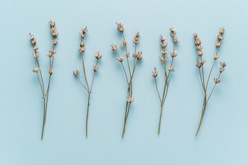 Wall Mural - Five dried lavender sprigs arranged in a row on a light blue background.