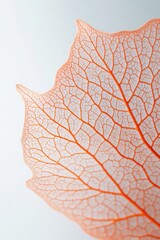 Poster - Close-up of a delicate, translucent leaf skeleton, showcasing intricate vein patterns in soft orange hues against a bright background.