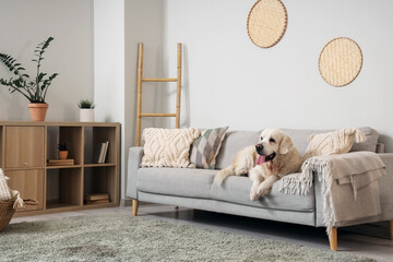 Wall Mural - Adorable Labrador dog lying on sofa in living room