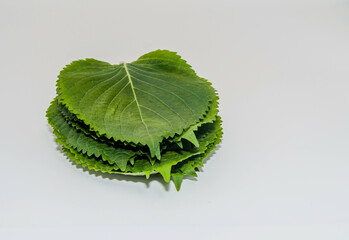 A stack of green sesame leaves on a white background showing texture