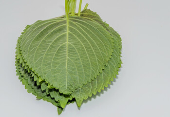 The underside of a bunch of green sesame leaves with stems displayed on a white surface