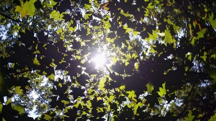 Poster - Sunlight filtering through green maple leaves, vibrant nature background. Serenity and tranquility concept