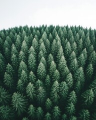 Poster - Dense evergreen trees in a mountain range. Concept forestry, environment