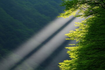 Canvas Print - Forest Sunlight Beams Through Trees