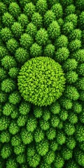 Canvas Print - Forest canopy forms a circle, viewed from above, showing environmental impact