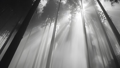 Aufkleber - Low-angle shot of a foggy pine forest, with sunlight piercing through the mist to create ethereal beams of light filtering through the trees