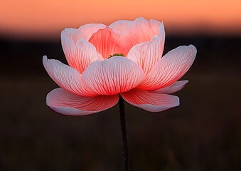 Poster - Light illuminates bloom against blurred sunset. Use inspirational greeting card, nature blog, artistic floral poster