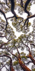 Wall Mural - Looking up through tree canopy, mossy trunks, sky background, for nature themes