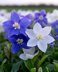 Wall Mural - Purple & white flowers blooming. Meadow background, can be used for wallpaper or desktop