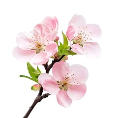 Wall Mural - Flowering branch of cherry isolated on white background. Spring flowers