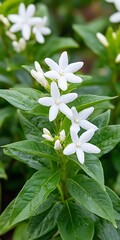 Wall Mural - White flowers blooming amidst greenery, showing floral beauty, garden setting