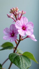 Wall Mural - Branches of Royal Pelargonium Archie Pope with lilac flowers are delicate and slender, delicate branches, flowers