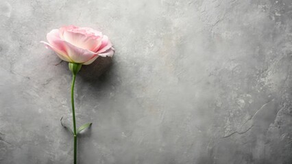 Poster - A Delicate Pink Flower on a Textured Gray Surface A Simple, Elegant Floral Still Life Image