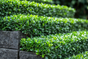 Wall Mural - Topiary Garden