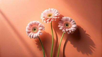 Poster - Three Peach Gerbera Daisies Bask in Sunlight Against a Soft Coral Background, Their Shadows Dancing on the Surface