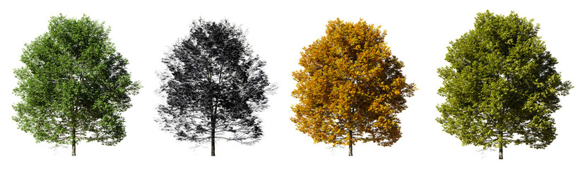 Fototapete - Collection of trees Isolated on transparent background. 3d rendering illustration.