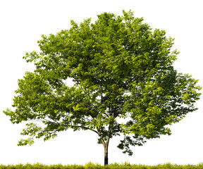 Fototapete - Single plum tree in the middle of a grassy field on white transparent background. 3D rendering illustration