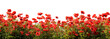 © Cgnomad - Field of red poppy flowers on white transparent background. 3D rendering illustration