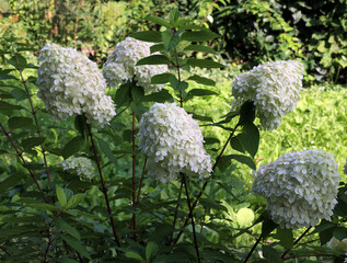 white panicle hydrangea Vanilla Fries is a great decoration for a park