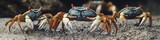 Group of crustaceans standing on sandy coastline, possibly searching for food or shelter