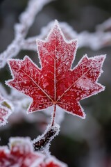 Poster - A detailed view of a leaf covered in frost, highlighting the intricate patterns and textures