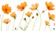 © Sinechana - 64.Multiple orange cosmos flowers scattered mid-air in varying positions, their petals and stems creating a sense of motion and elegance against a seamless white background.
