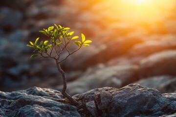 Poster - A small tree grows out of a rocky surface, surrounded by natural beauty
