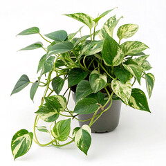 Wall Mural - green plant in pot