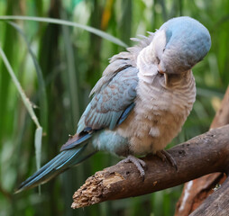 cute little blue budgie parakeet plucking its feathers while sitting on a tree branch in a green nat