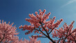 © Anastasiia - pink cherry blossom. sakura on the background of the sky. pink sakura spring background