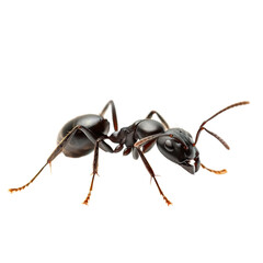 Aufkleber - realistic black ant with detailed features, showcasing its segmented body and antennae. This insect is often found in various environments, symbolizing teamwork and industriousness