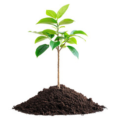 Poster - young green plant growing from rich soil, symbolizing growth and nature beauty. This captures essence of new beginnings and environmental sustainability