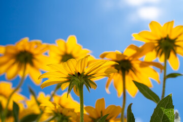 Poster - Yellow Rudbeckia hirta coneflowers in summer 