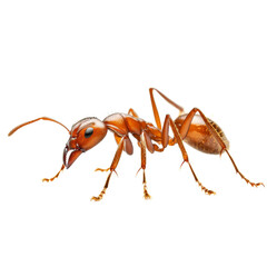 Aufkleber - Ants are fascinating insects known for their teamwork and structure. This close up image showcases detailed view of red ant, highlighting its features and texture