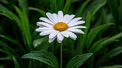 Wall Mural - Fresh White Daisy Flower with Water Droplets Against Green Foliage in Outdoor Garden Setting