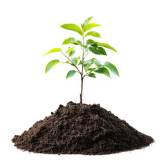 Poster - small green plant growing from mound of rich soil, symbolizing growth and nature. vibrant leaves and dark soil create refreshing and hopeful atmosphere