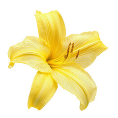 Poster - vibrant yellow lily flower with delicate petals and prominent stamens, showcasing its natural beauty against transparency background