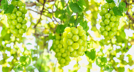 Wall Mural - green grape on a branch over green natural garden blur background, bunch of shine muscat grape with 