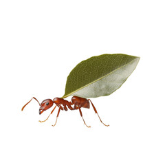 Poster - leafcutter ant carrying green leaf, showcasing its unique behavior and role in ecosystem. This highlights intricate relationship between insects and nature