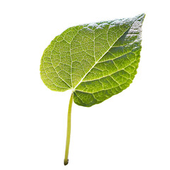 Poster - Fresh green leaf with intricate veins and smooth texture, showcasing nature beauty and detail. Perfect for environmental themes or botanical studies