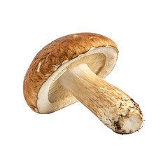Wall Mural - High-Resolution Transparent PNG of Mushroom Tree