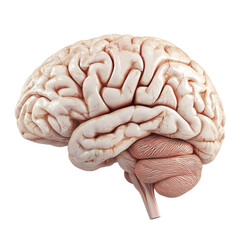 Poster - Anatomically detailed human brain model showcasing intricate folds and structures, emphasizing its complexity and function in nervous system